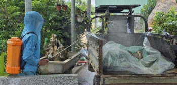 Đắk Lắk tiêu hủy 142 con heo nhiễm dịch bệnh tả lợn Châu Phi