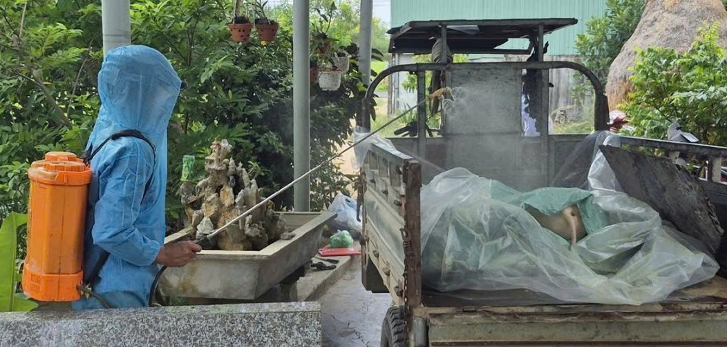 Đắk Lắk tiêu hủy 142 con heo nhiễm dịch bệnh tả lợn Châu Phi
