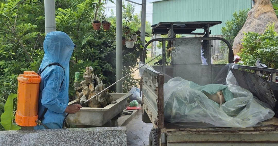 Đắk Lắk tiêu hủy 142 con heo nhiễm dịch bệnh tả lợn Châu Phi