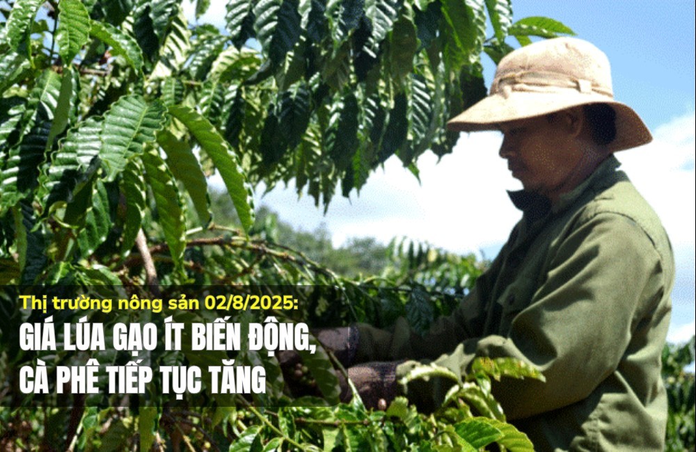 Thị trường nông sản 02/8/2025: Giá lúa gạo ít biến động, cà phê tiếp tục tăng