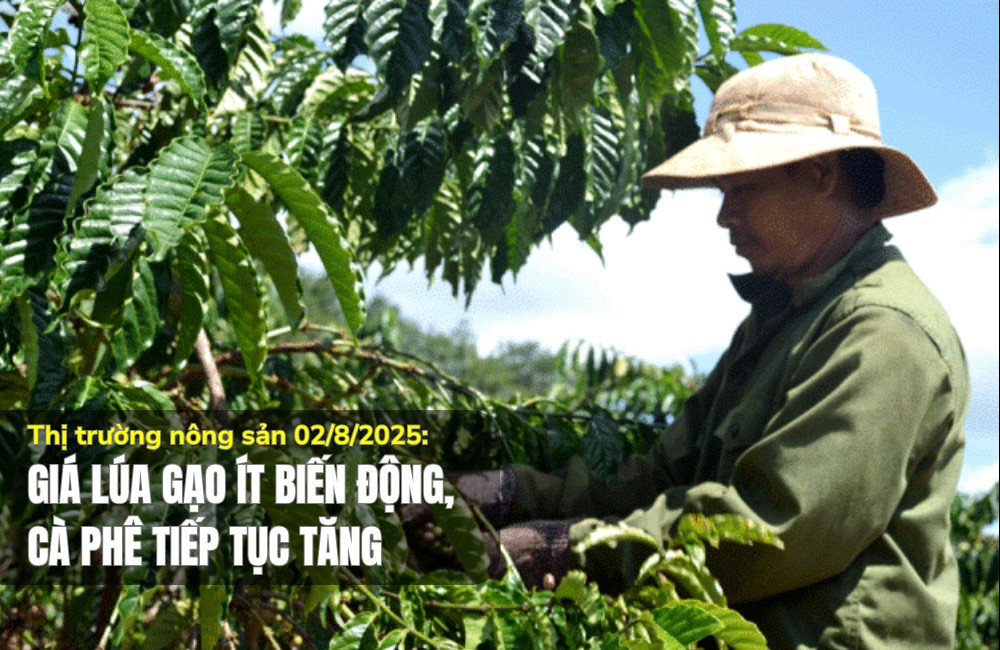 Thị trường nông sản 02/8/2025: Giá lúa gạo ít biến động, cà phê tiếp tục tăng
