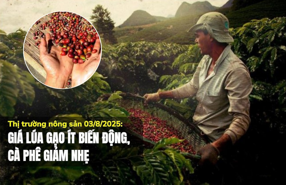 Thị trường nông sản 03/8/2025: Giá lúa gạo ít biến động, cà phê giảm nhẹ