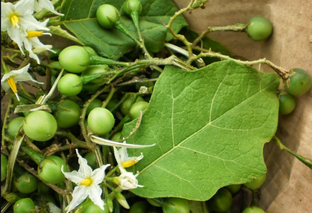Cà Gai leo Hợp Hòa (Tuyên Quang) - Vị thuốc quý
