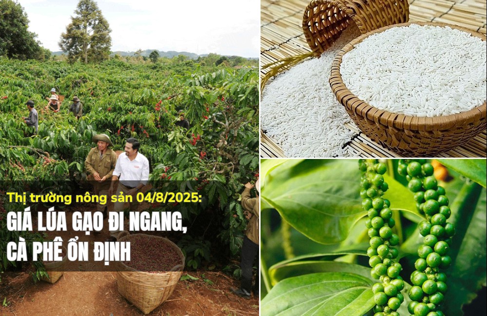 Thị trường nông sản 04/8/2025: Giá lúa gạo đi ngang, cà phê ổn định