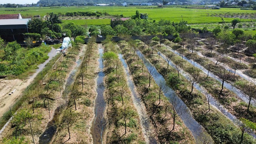Nhiều diện tích đào của các hộ dân tại xã Quảng Chính bị chết vì ngập úng do cơn bão số 3 gây ra.