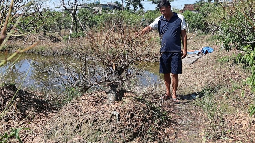 Hộ gia đình anh Nguyễn Văn Thức, một hộ dân trồng đào ở thôn Phú Lương bị thiệt hại gần 1 tỉ đồng sau mưa bão số 3.