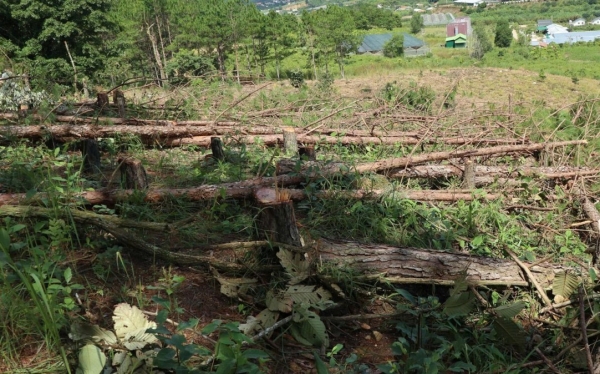 Lâm Đồng: Siết chặt công tác quản lý bảo vệ rừng tại Ban Quản lý rừng phòng hộ Lâm Hà