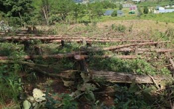 Lâm Đồng: Siết chặt công tác quản lý bảo vệ rừng tại Ban Quản lý rừng phòng hộ Lâm Hà
