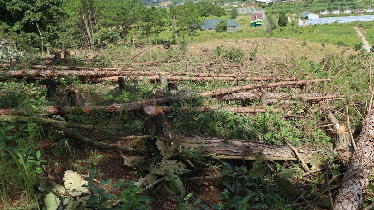 Lâm Đồng: Siết chặt công tác quản lý bảo vệ rừng tại Ban Quản lý rừng phòng hộ Lâm Hà