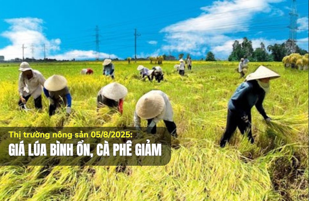 Thị trường nông sản 05/8/2025: Giá lúa bình ổn, cà phê giảm