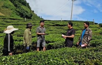 Chè Shan Tuyết giúp người dân Tô Múa phát triển kinh tế bền vững