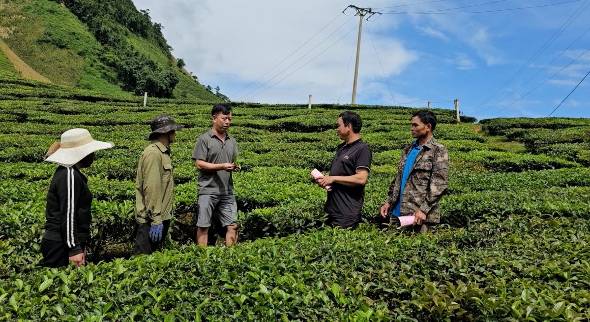 Chè Shan Tuyết giúp người dân Tô Múa phát triển kinh tế bền vững