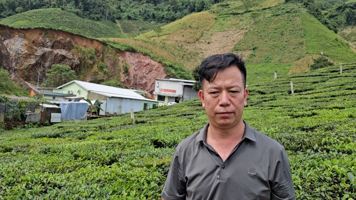 Chè Shan Tuyết giúp người dân Tô Múa phát triển kinh tế bền vững