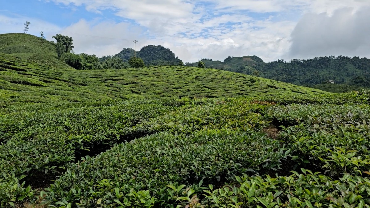 Chè Shan Tuyết giúp người dân Tô Múa phát triển kinh tế bền vững