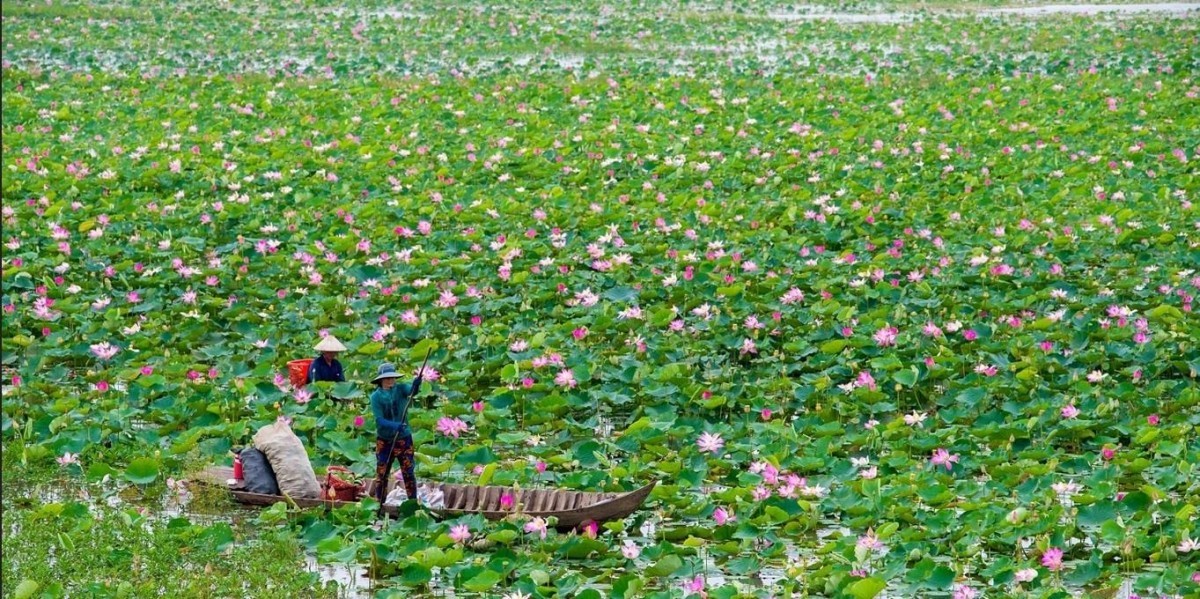 Nông nghiệp hữu cơ kết hợp du lịch trải nghiệm ở Hải Phòng: Hướng đi mới đầy tiềm năng