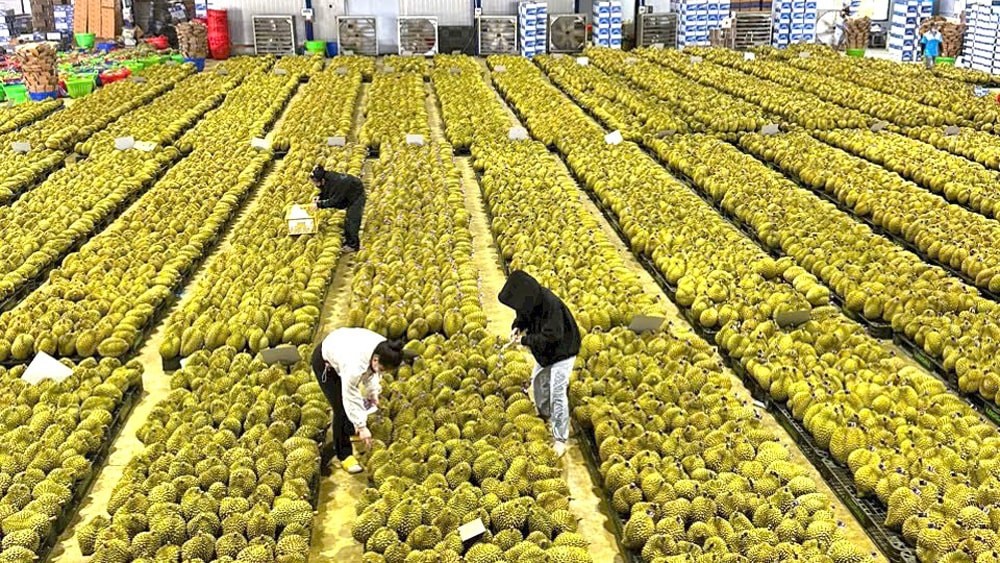 Tăng cường quản lý chất lượng sản phẩm sầu riêng phục vụ xuất khẩu