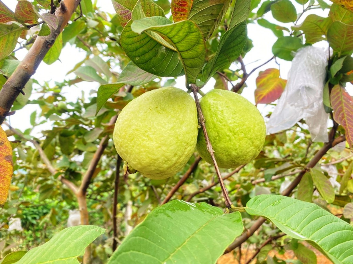 Trồng ổi Ba Cụp Kỳ Đồng: Đặc sản OCOP ở Hà Tĩnh