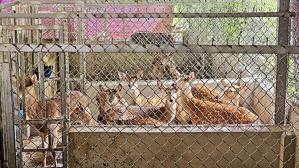 Chàng trai trẻ Lào Cai làm giàu với trang trại nuôi hươu lấy nhung