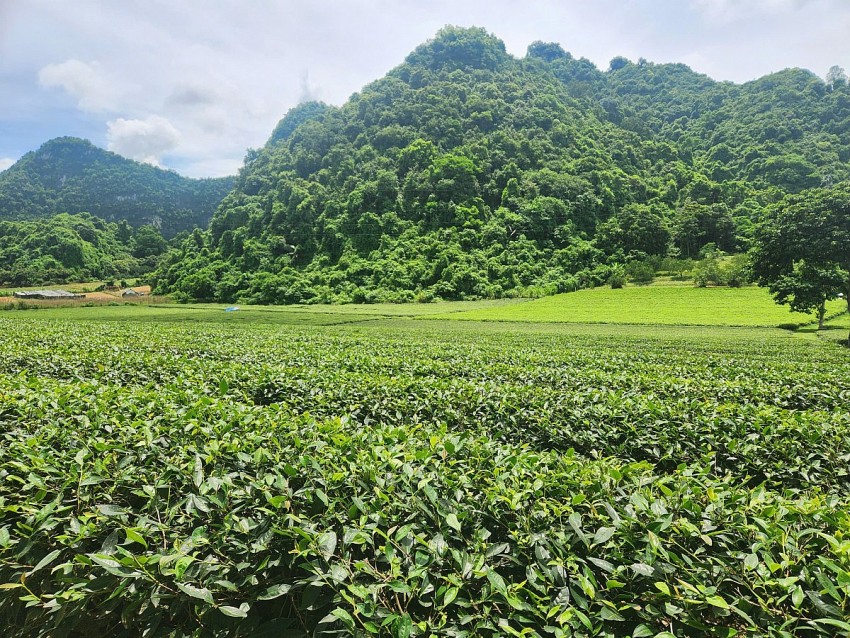 Kết nối sản xuất, tiêu thụ nông sản góp phần định hướng phát triển bền vững nông nghiệp
