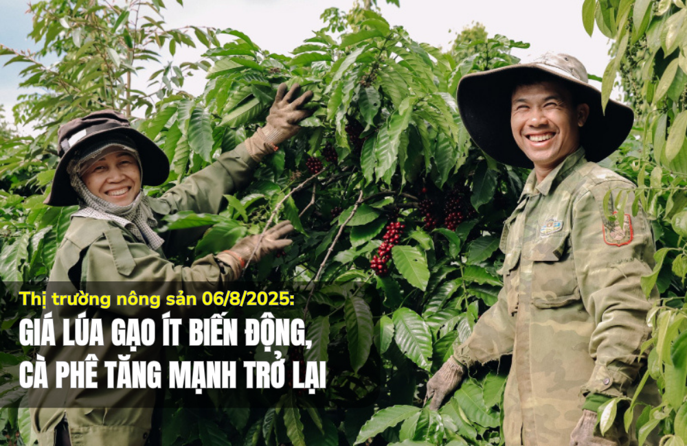 Thị trường nông sản 06/8/2025: Giá lúa gạo ít biến động, cà phê tăng mạnh trở lại