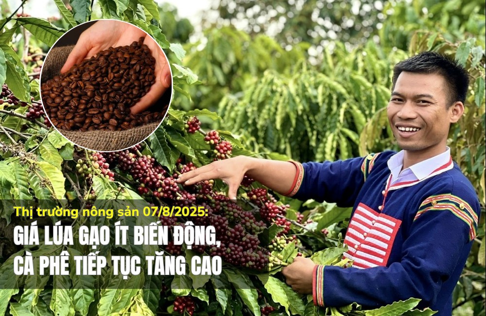 Thị trường nông sản 07/8/2025: Giá lúa gạo ít biến động, cà phê tiếp tục tăng cao