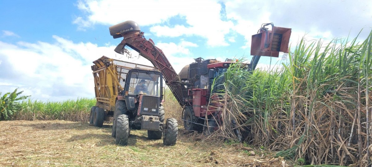 Gia Lai: Đề nghị tiếp tục gia hạn biện pháp chống bán phá giá để bảo vệ ngành mía đường