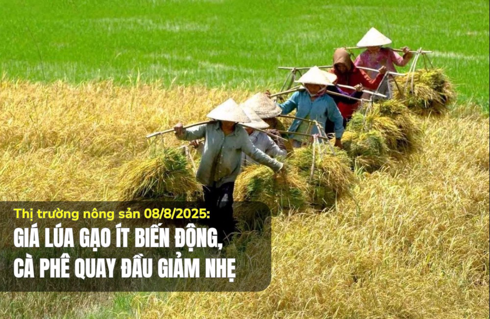 Thị trường nông sản 08/8/2025: Giá lúa gạo ít biến động, cà phê quay đầu giảm nhẹ
