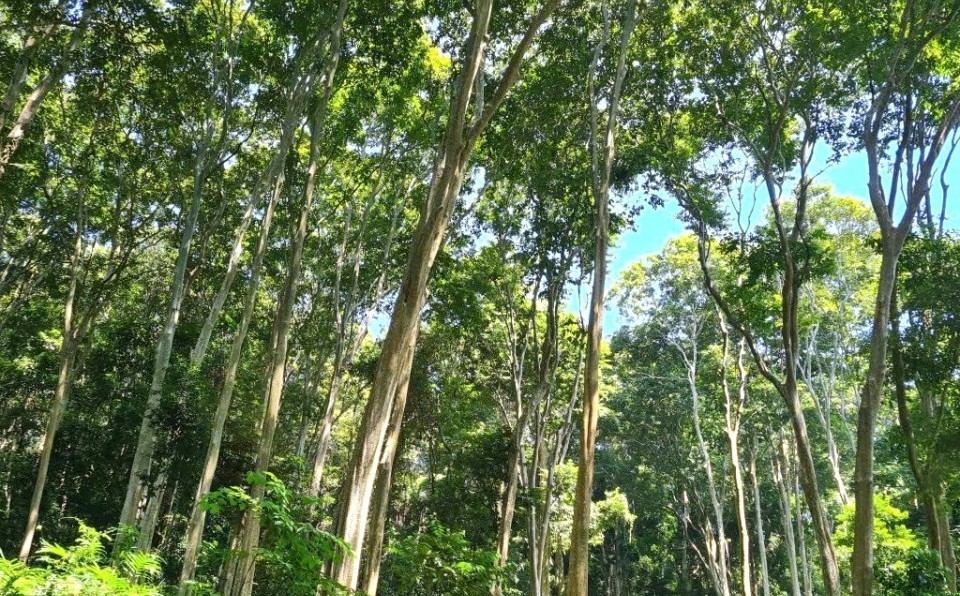 Giải "bài toán" phát triển vùng nguyên liệu rừng gỗ lớn gắn với quản lý rừng bền vững