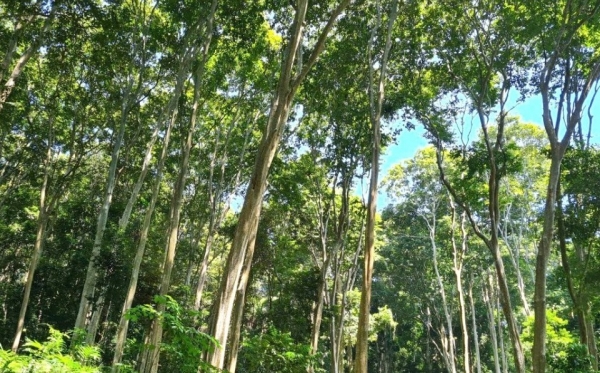Giải "bài toán" phát triển vùng nguyên liệu rừng gỗ lớn gắn với quản lý rừng bền vững