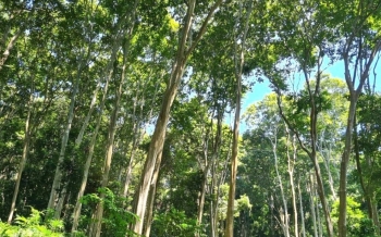 Giải "bài toán" phát triển vùng nguyên liệu rừng gỗ lớn gắn với quản lý rừng bền vững