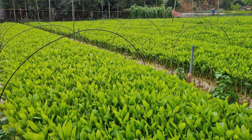 Giải 