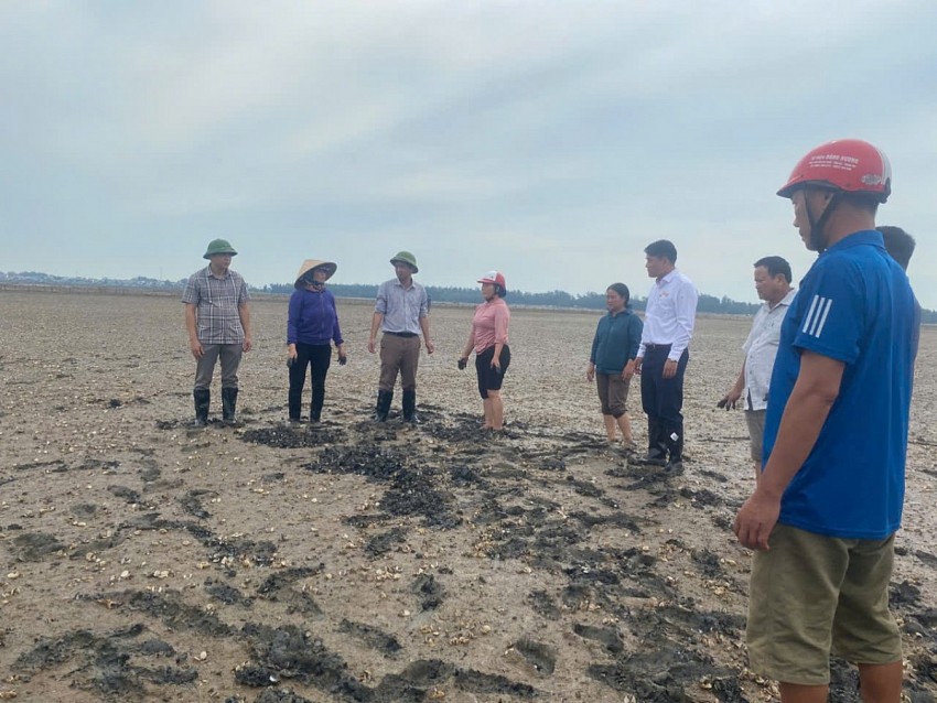 Nhiều hộ dân nuôi ngao tại phường Ngọc Sơn mong muốn được cấp trên hỗ trợ kỹ thuật, kinh tế để sớm khôi phục nuôi trồng, sản xuất