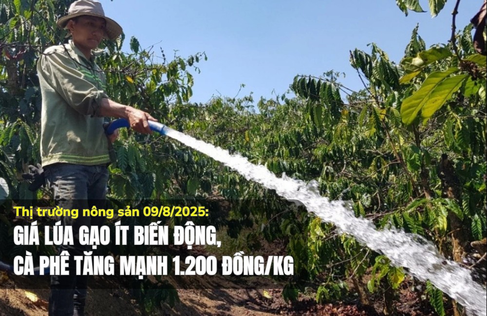 Thị trường nông sản 09/8/2025: Giá lúa gạo ít biến động, cà phê tăng mạnh 1.200 đồng/kg