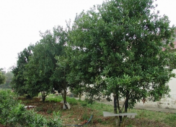 Lâm Đồng phát triển bền vững cây mắc ca: Từ tiềm năng đến hiện thực