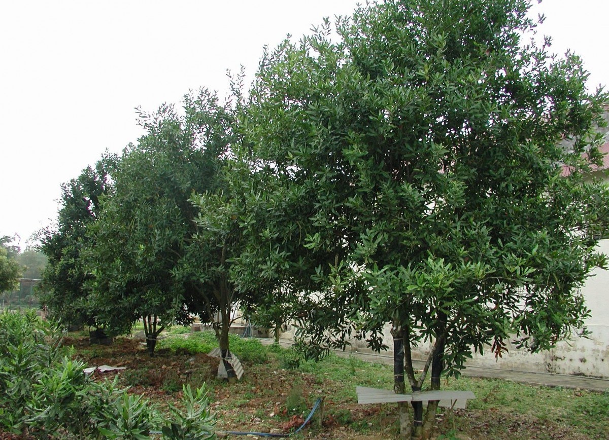 Lâm Đồng phát triển bền vững cây mắc ca: Từ tiềm năng đến hiện thực