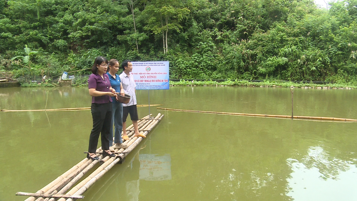 Đánh thức tiềm năng nuôi cá ao dưới chân hồ Khuổi Lái