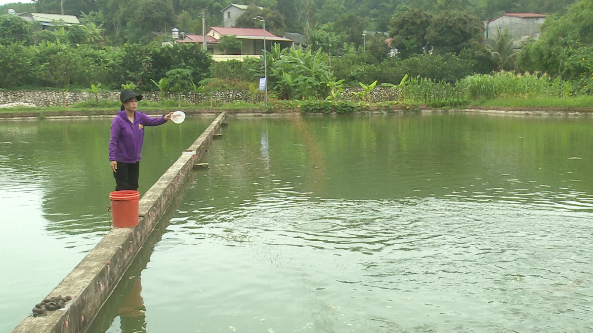 Đánh thức tiềm năng nuôi cá ao dưới chân hồ Khuổi Lái