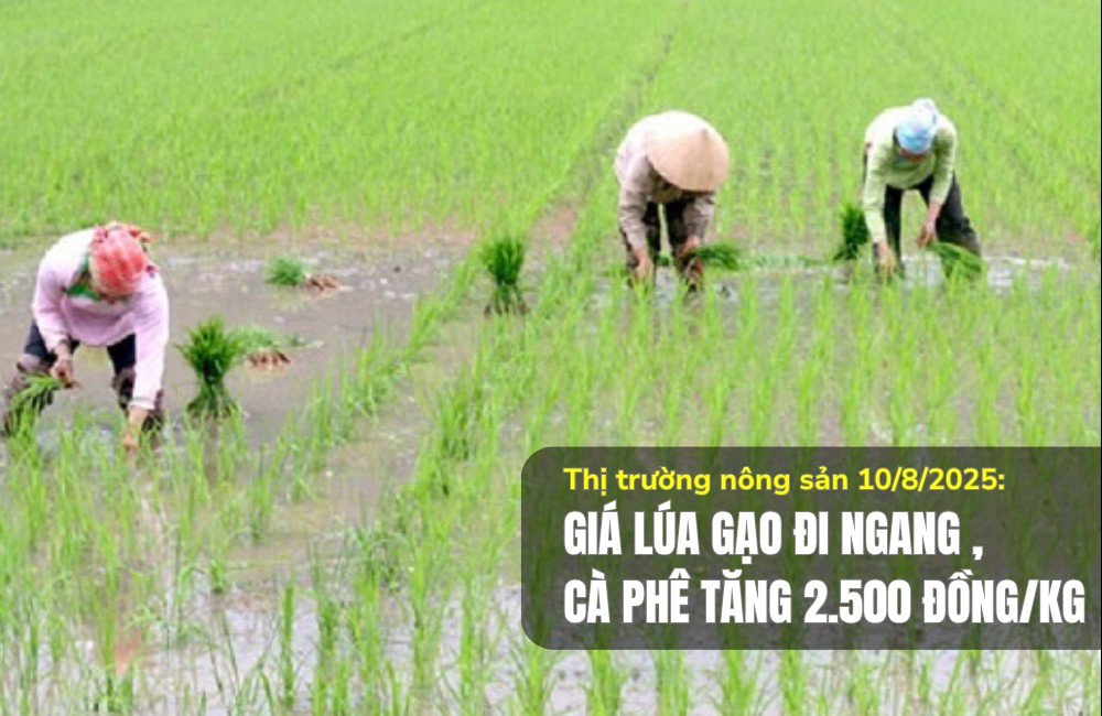Thị trường nông sản 10/8/2025: Giá lúa gạo đi ngang, cà phê tăng 2.500 đồng/kg