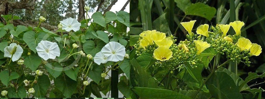 Thực trạng và giải pháp phòng trừ các loài ngoại lai xâm hại tại Vườn quốc gia Bạch Mã