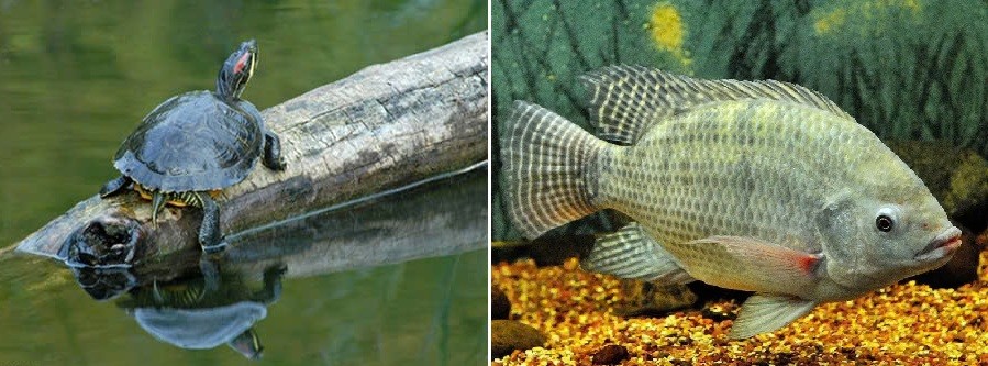 Thực trạng và giải pháp phòng trừ các loài ngoại lai xâm hại tại Vườn quốc gia Bạch Mã