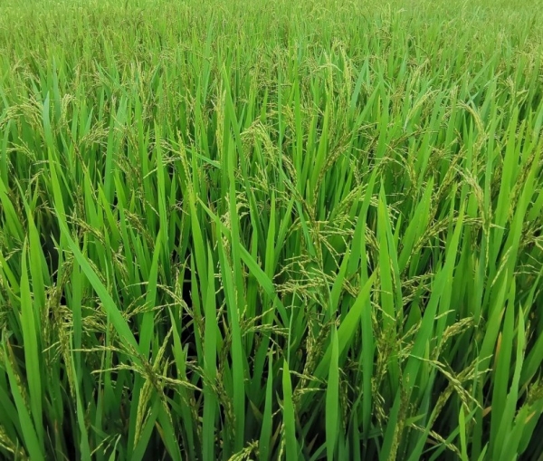 Quảng Ninh: Gỡ “nút thắt” trong sản xuất, nâng cao giá trị cây lúa bền vững