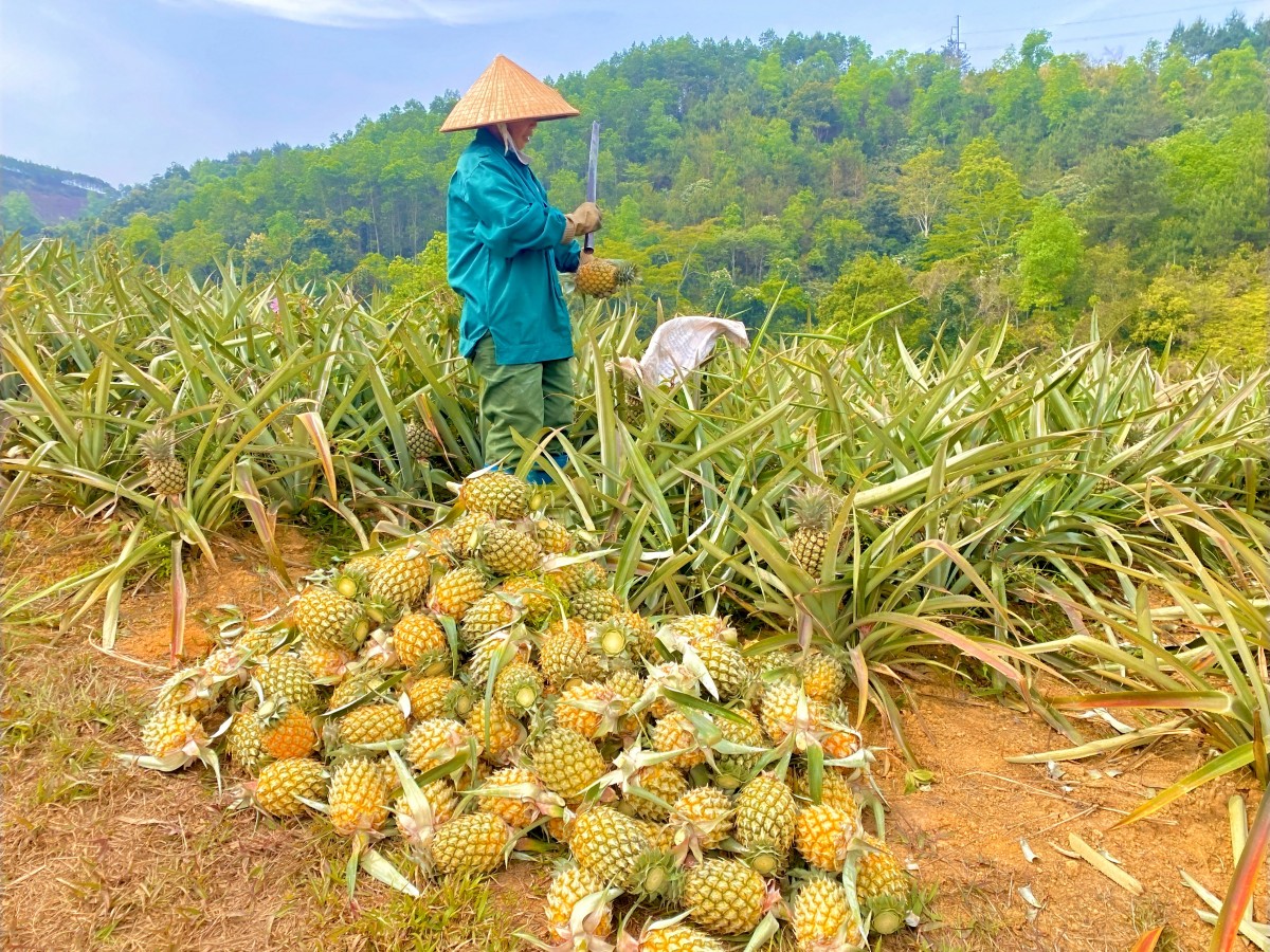 Ứng dụng công nghệ cao gắn với bảo vệ môi trường phát triển kinh tế nông nghiệp bền vững