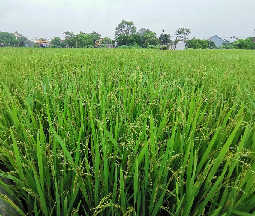 Cánh đồng lúa. Ảnh: Duy Tùng
