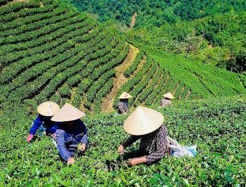 Ứng dụng công nghệ cao gắn với bảo vệ môi trường phát triển kinh tế nông nghiệp bền vững