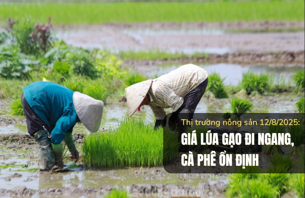 Thị trường nông sản 12/8/2025: Giá lúa gạo tăng nhẹ, cà phê ổn định