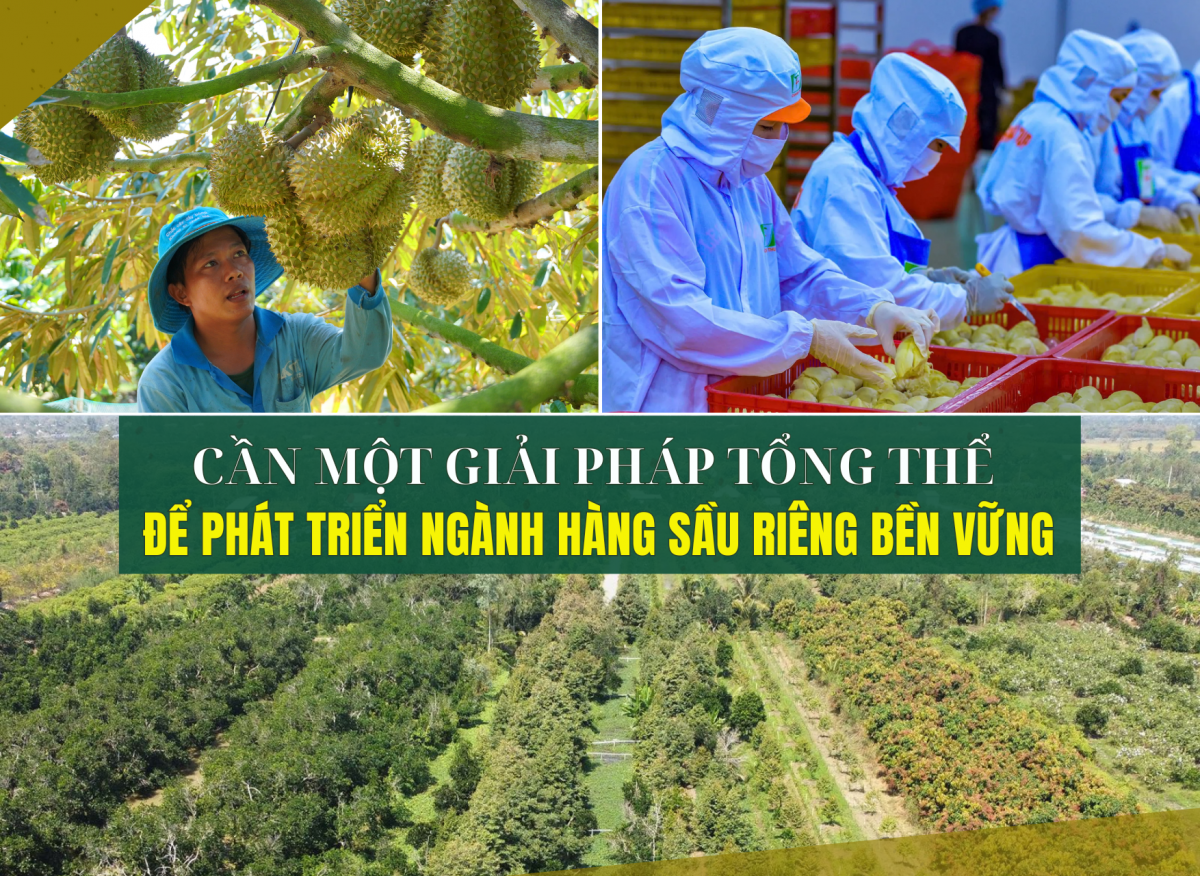 Cần một giải pháp tổng thể để phát triển ngành hàng sầu riêng bền vững