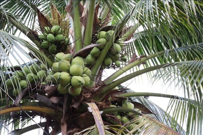 Vĩnh Long: 34.000 ha dừa hữu cơ được xây dựng vùng trồng