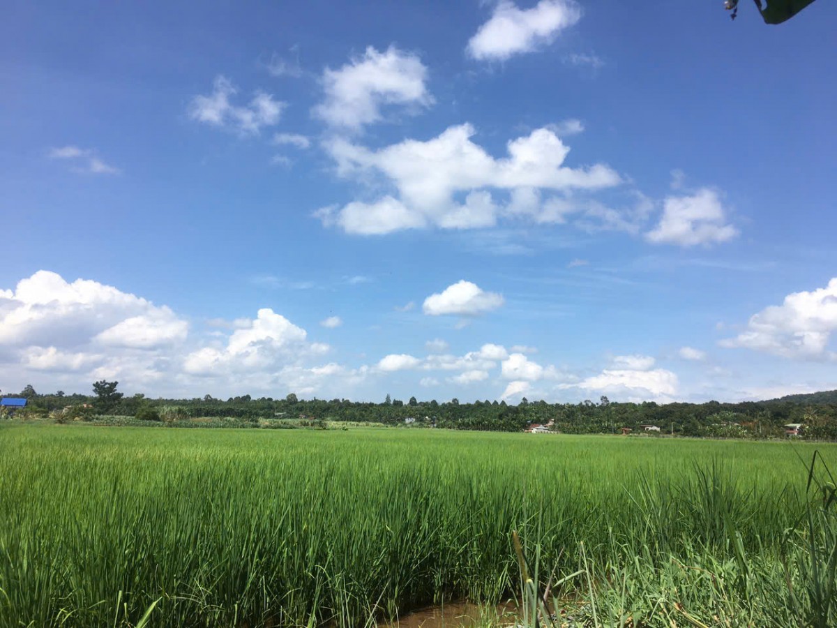 Gia Lai: Hàng trăm ha lúa đứng trước nguy cơ 