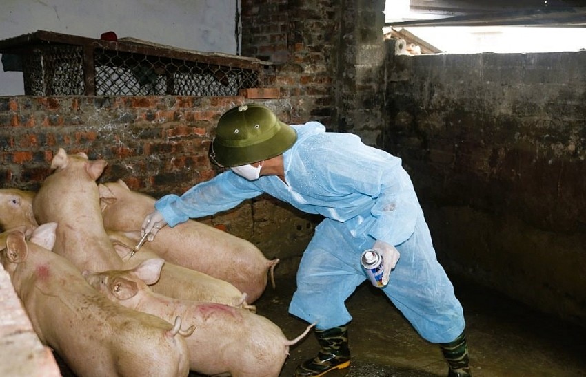 Chủ động phòng chống, thực hiện các biện pháp chăn nuôi an toàn, đẩy mạnh tiêm phòng vắc xin phòng tả lợn châu Phi