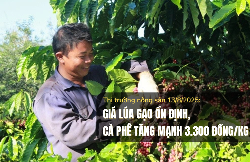 Thị trường nông sản 13/8/2025: Giá lúa gạo ổn định, cà phê tăng mạnh 3.300 đồng/kg